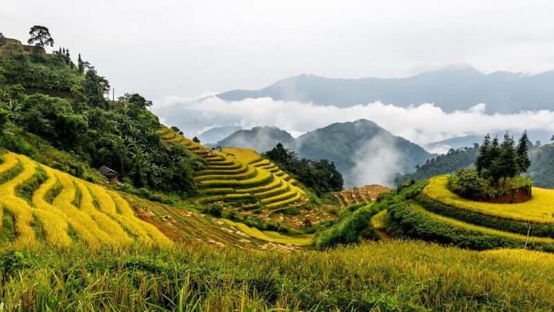 The terraced fields of Hoang Su Phi