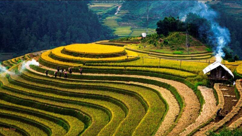 Ha Giang in the rice harvest season